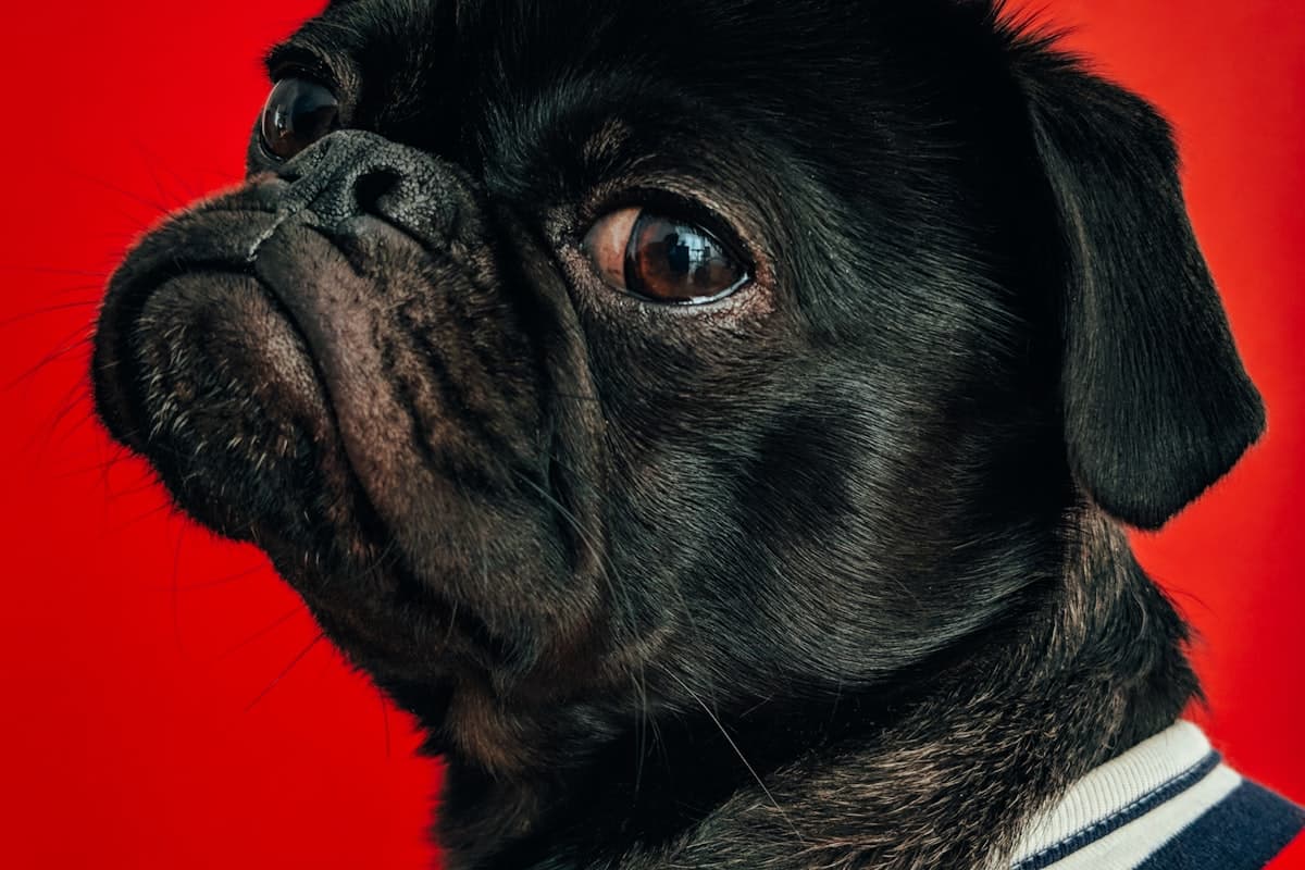 Matraque télescopique : est-ce légal en France ?